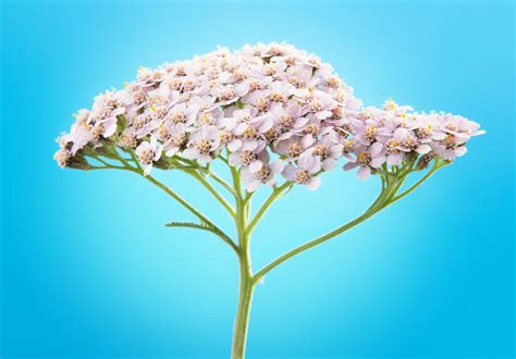 Pink Yarrow Flower Essence Meaning | Best Flower Site