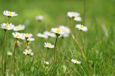 Flor Margarida Prado Foto Gratuita No Pixabay Pixabay