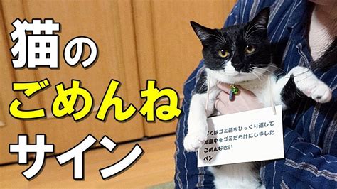 あなたの猫は反省する？猫がごめんなさいと思っている時の仕草【保護猫】 Youtube