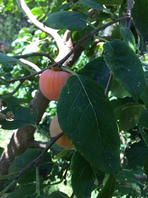Diospyros virginiana seed - General Fruit Growing - Growing Fruit