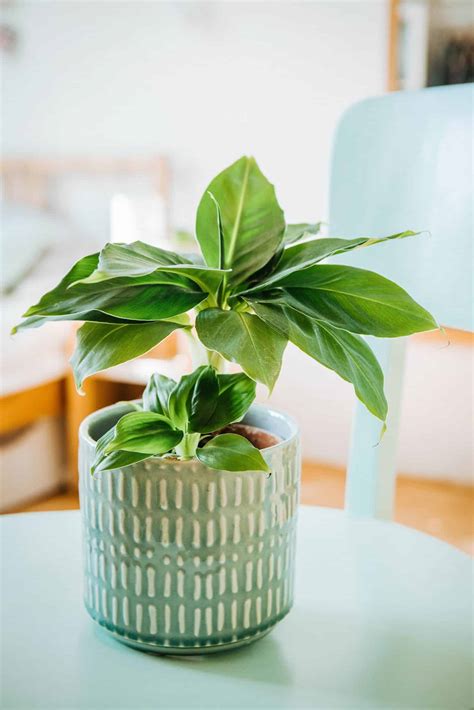 All the Jungle Feels: Grow Your Own Banana Plant (Indoors or Outdoors