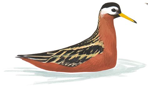 Plastic Threatens Even Our Common Shorebirds, Study Warns | Audubon