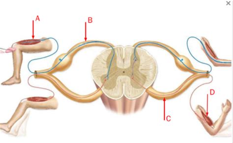 Human Reflex Physiology 16 Flashcards Quizlet