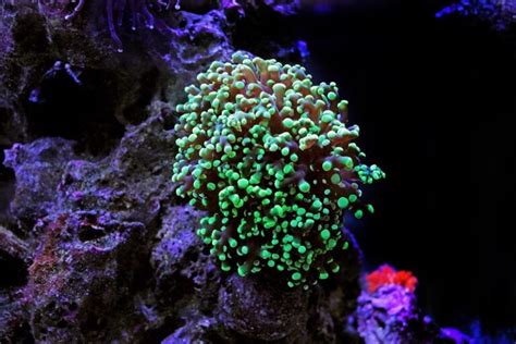 Frogspawn Coral 101: Care, Placement & Feeding Tips