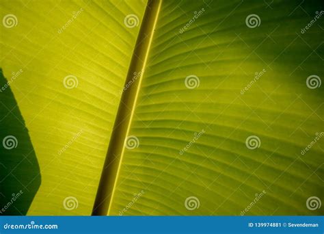 Fundo Verde Abstrato Da Folha De Bananeira Sombra Imagem De Stock