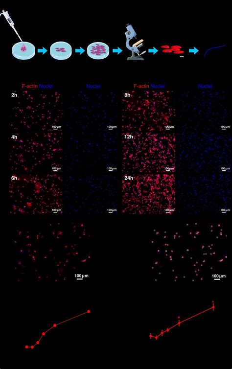 Cell Culture And Image Processing A Schematic Representation Of The