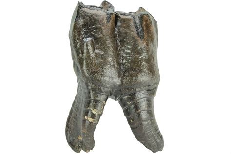 3.7" Woolly Rhino (Coelodonta) Tooth - Root Intact! (#206461) For Sale ...