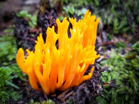 Wild Yellow Mushroom Free Stock Photo - Public Domain Pictures