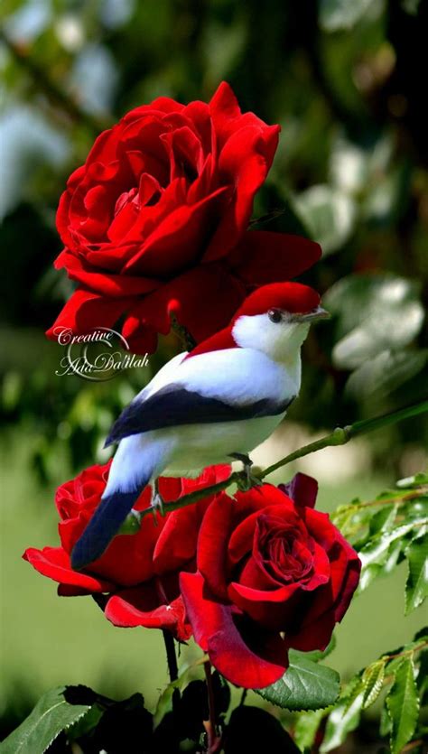 A Bird Sitting On Top Of Two Red Roses