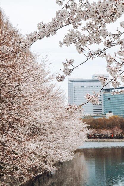 Premium Photo | Cherry blossoms on the potomac river