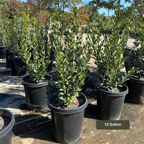 Bay Laurel Bush | Plants Express