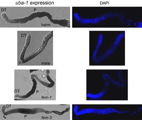 In Situ Hybridization Of Gonads Panels On The Left Show The Uba 1