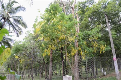 Sandalwood Forest at Marayoor, Stock Image - Image of landscape, bloom ...