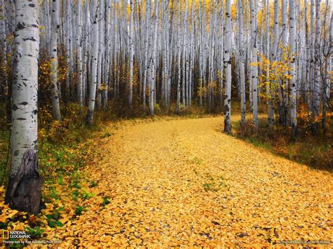 Aspen Forest Colorado National Geographic Wallpaper 1920x1440 Download