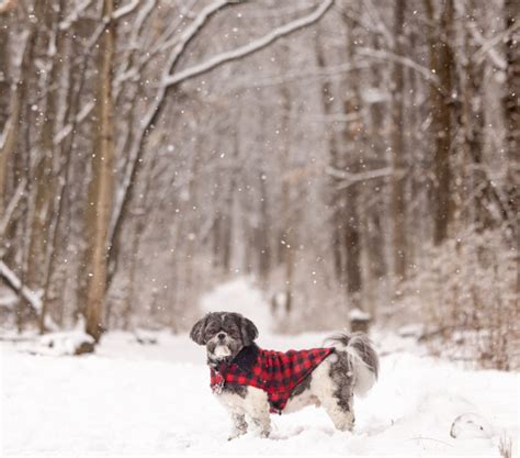 Dogs In Winter Gallery - Firefly Pet Photography - SE Michigan