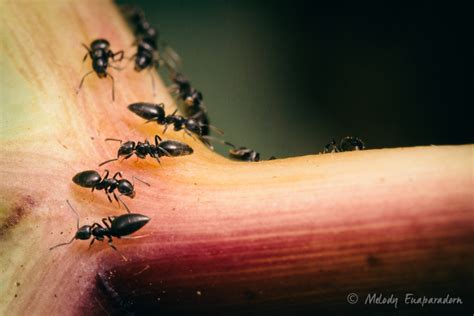 Ants Of Hi Hawaii Ant Lab