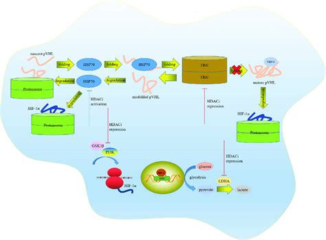 Sophisticated network in pVHL and HIF 1α regulation HDACi repressed