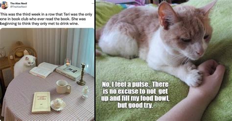 Purrfect Cat Memes For All The Grumpy Cats On Monday Morning I Can