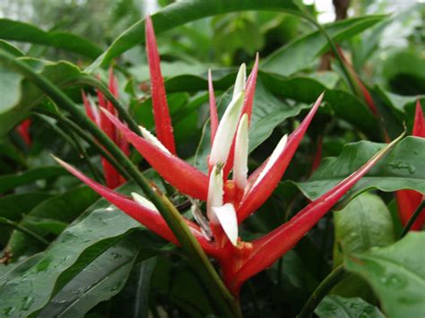 Endangered Plants Images With Names - Infoupdate.org