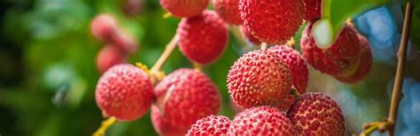 How To Grow And Care For Lychee In 5 Easy Steps Scotts Australia