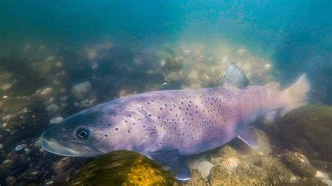 Experten Sorge Um Huchen Heimischer Lachs Droht In Der Steiermark