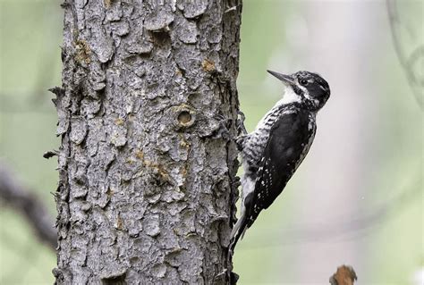 American Three Toed Woodpecker Guide Picoides Dorsalis Birding Insider