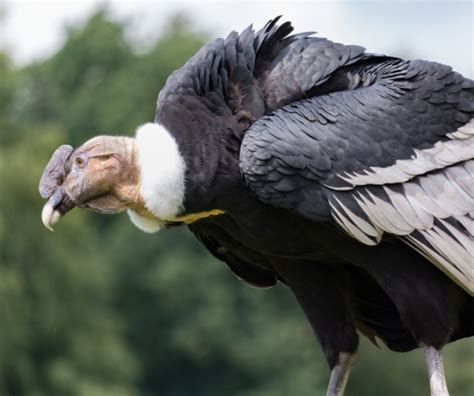 El cóndor de los Andes: Animal nacional de Colombia