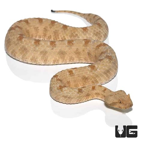 Field S Horn Vipers For Sale Reptiles For Sale