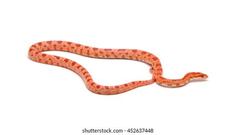 Cute Corn Snake Female Isolated On Stock Photo Edit Now