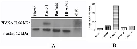 IJMS Free Full Text PANC 1 Cell Line As An Experimental Model For