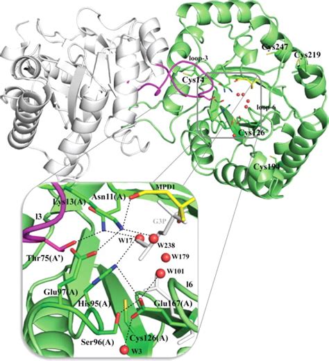 High Resolution Crystal Structure And Redox Properties Of Chloroplastic