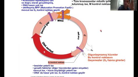 Hücre siklüsü bölünmesi Mitoz Mayoz Part2 YouTube