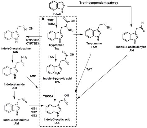 Various Pathways For Biosynthesis Of Iaa In Plants And Bacteria The Download Scientific