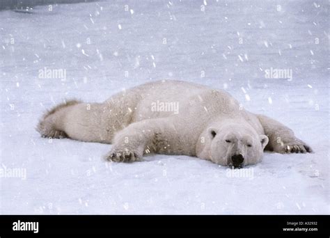 Where Do Polar Bears Sleep