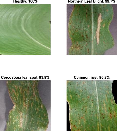 Figure 7 From Classification Of Corn Diseases From Leaf Images Using Deep Transfer Learning