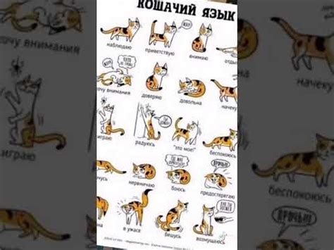 кошачий язык 🐈🐱 - YouTube