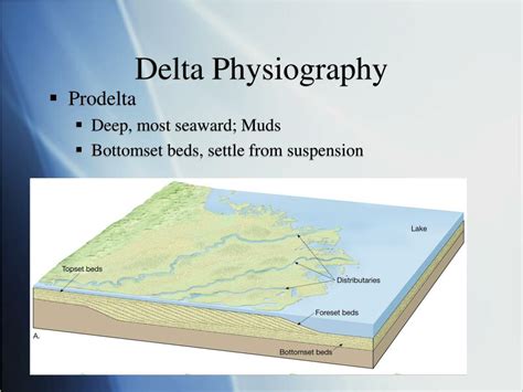 Ppt Deltas And Estuaries Powerpoint Presentation Free Download Id