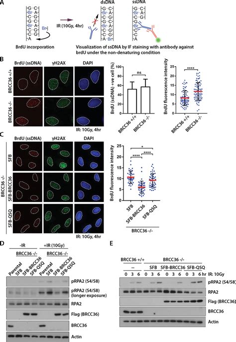 BRCC36 DUB Limits DNA End Resection A Schematic Illustration