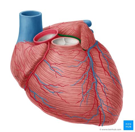 Left Coronary Artery Anatomy Branches Supply Kenhub