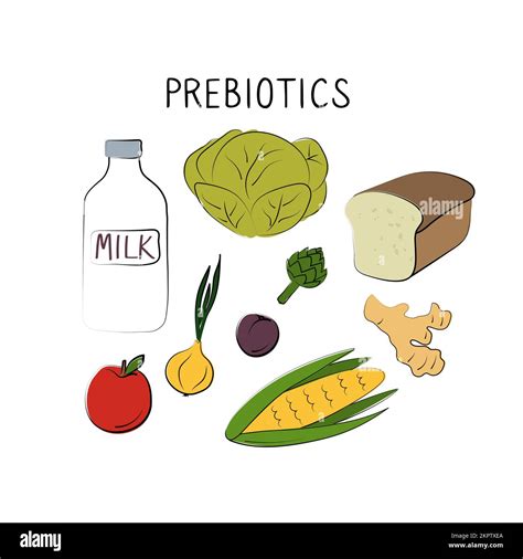 Prebiotics Containing Food Groups Of Healthy Products Containing