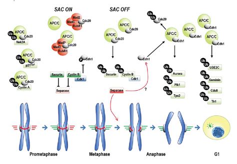 Figure 1 From The Anaphase Promoting Complex Cyclosome Apc C Cell Cycle Dependent And