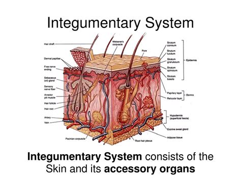 Integumentary System Anatomy Ppt