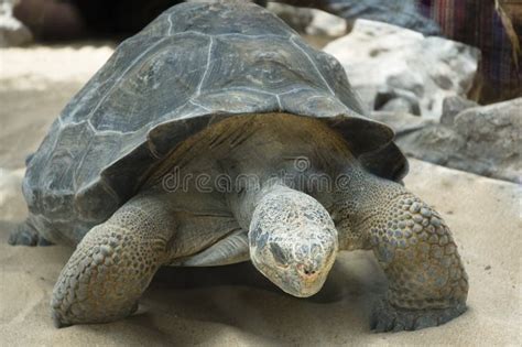 Seychelles Giant Tortoise Stock Photo Image Of Large 35157264