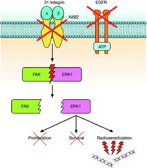 Effects Of Simultaneous Integrin Egfr Inhibition Targeting Of