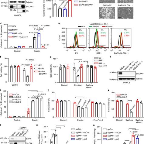 Bap Suppresses Slc A Mediated Cystine Uptake And Promotes