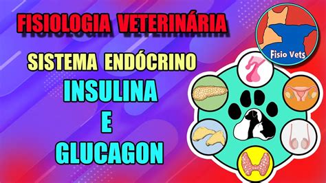 Sistema End Crino P Ncreas End Crino Insulina E Glucagon