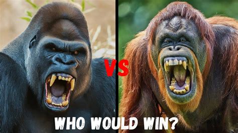 Gorilla Vs Orangutan Whos The King Of The Apes Youtube