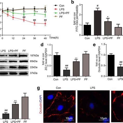 PF Inhibits LPS Induced Inflammation Reaction In Caco 2 Cells Ad The