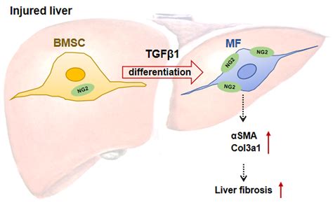 Ijms Free Full Text Neuron Glial Antigen 2 Participates In Liver