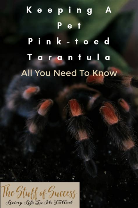 Keeping A Pet Pink Toed Tarantula All You Need To Know ⋆ The Stuff Of